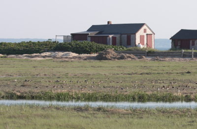 130531 IMG_7044 Gurnet Marsh shorebirds.jpg