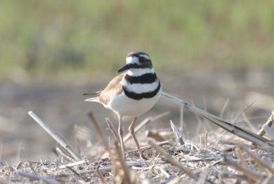 130531 IMG_7046 Killdeer in Gurnet marsh.jpg