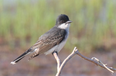 130531 IMG_7051 Kingbird in Gurnet Marsh.jpg
