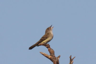 130531 IMG_7068 Willow Flycatcher on Saquish.jpg