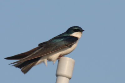 130531 IMG_7077 Tree Swallow on Saquish.jpg