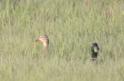 130531 IMG_7081 MAllards in Gurnet marsh.jpg