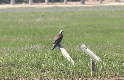 130601 IMG_7154 Osprey in Gurnet marsh.jpg