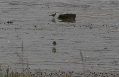 Killdeer - presumed parents nearby - June 11, 2013.jpg