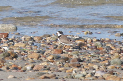 Semipalmated Plover at Pavillion/Blakeman's - Duxbury Beach, MA -  June 1, 2013.jpg