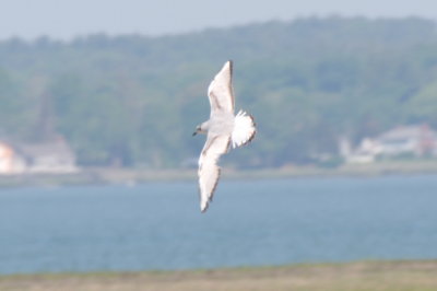Bonaparte's Gull in molt at High Pines - Duxbury Beach, MA - June 1, 2013.jpg
