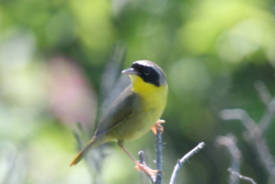 Yellowthroat Plum Hills - Duxbury Beach, MA  - June 1, 2013.jpg