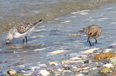 Sanderlings at High Pines - Duxbury Beach, MA - June 1, 2013.jpg
