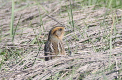 Sharp-tailed Sparrow ( Saltmarsh or hybrid) at High Pines - Duxbury Beach, MA - June 1, 2013.jpg