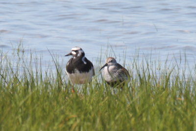 Beach buddies - Duxbury Beach, MA - June 5, 2013.jpg