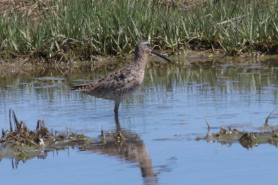 Short-billed Dowitcher at Plum Hills panne [1 of 2] - Duxbury Beach, MA  - June 5, 2013.jpg