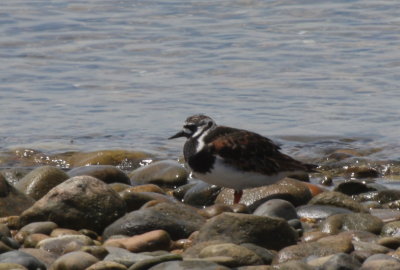 Heavily marked Turnstone - Duxbury Beach, MA - June 5, 2013.jpg