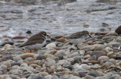 Late Semi Plover and Semi Sandpiper - bayside nr 1 xover - Duxbury Beach, MA - June 12, 2013.jpg