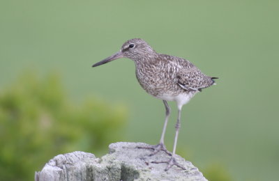 Willets everywhere incl. this one at High Pines - Duxbury Beach, MA - June 12, 2013.jpg