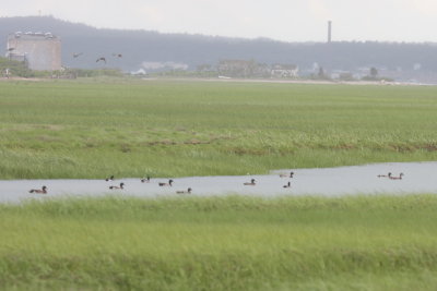 Unusual number of male Mallards together for Duxbury Beach - June 12, 2013.jpg