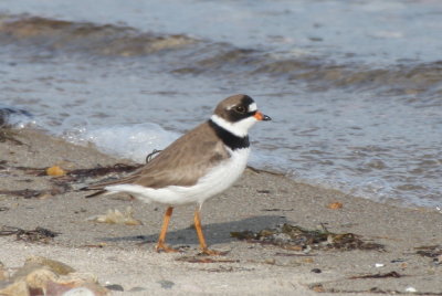 Semipalmated Plover (late) - Duxbury Beach, MA - June 19, 2013