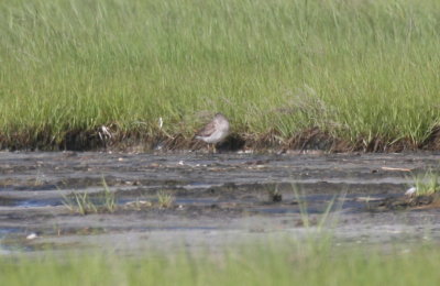 Short-billed Dowitcher - Duxbury Beach, MA - June 19, 2013