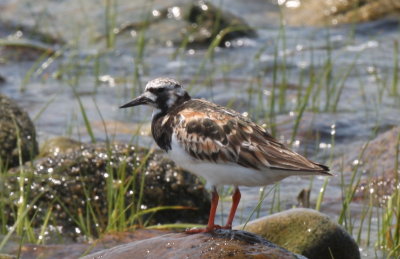 Ruddy Turnstone (late) - Duxbury Beach, MA - June 23, 2013