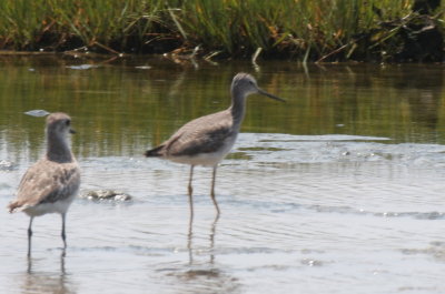 Greater Yellowlegs (late) w Black-bellied Plover - Duxbury Beach, MA - June 23, 2013