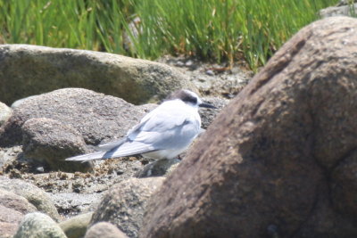 Tern (species?) - Duxbury Beach, MA - June 23, 2013