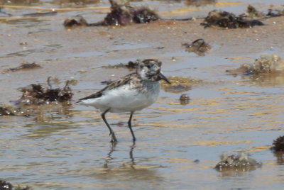 Semipalmated Sandpipers (late incl 1 deformed)  [pix 1 of 3] - Duxbury Beach, MA  - June 23, 2013