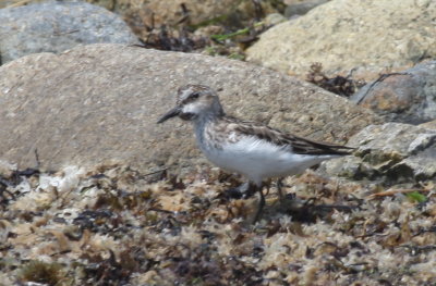 Semipalmated Sandpipers (late incl 1 deformed)  [pix 2 of 3] - Duxbury Beach, MA  - June 23, 2013