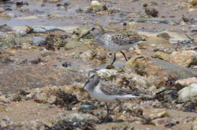 Semipalmated Sandpipers (late incl 1 deformed)  [pix 3 of 3] - Duxbury Beach, MA  - June 23, 2013