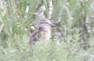 Willet baby - Duxbury Beach, MA - June 30, 2013 - one of 4 seen right by the road opposite Plum Hills - photo from car.