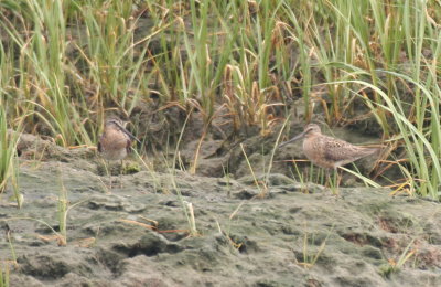 Short-billed Dowitchers on High Pines Peninsula - Duxbury Beach, MA - July 3, 2013 (early fall returnees?).jpg