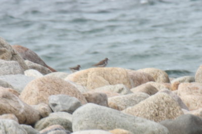Spotted Sandpipers (2 of 3) at Boathole - Duxbury Beach, MA - July 3, 2013 (early fall returnees?).jpg