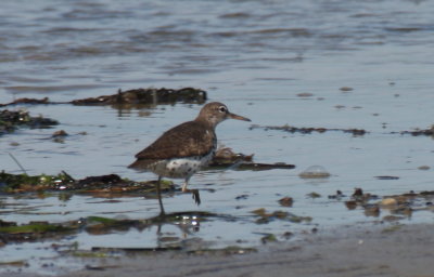 Spotted Sandpiper - Duxbury Beach, MA - July 8, 2013