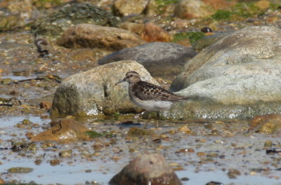 Least Sandpiper - Duxbury Beach, MA - July 8, 2013
