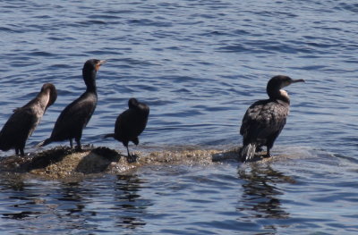 Great Cormorant (non-breeding) - Duxbury Beach, MA - July 8, 2013.jpg