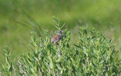 Bald Song Sparrow - Duxbury Beach, MA - July 8, 2013   [3 of 3]