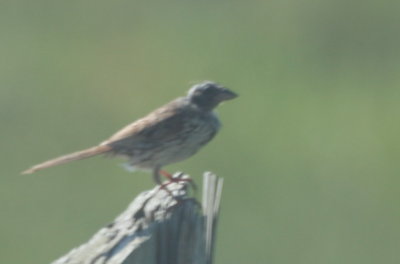 Bald Song Sparrow - Duxbury Beach, MA - July 8, 2013   [2 of 3]