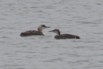 Common Loons (odd molt on left bird) - Duxbury Beach, MA - July 12, 2013   [2 of 3].jpg