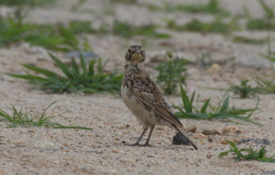 Horned Lark (juvenile) - Duxbury Beach, MA - July 12, 2013   [2 of 2].jpg