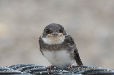 Bank Swallow (juv) - Duxbury Beach, MA - July 12, 2013  [1 of 2]