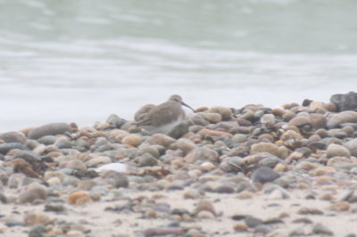 Dunlin (early migrant in non-breeding plumage) - Duxbury Beach, MA - July 12, 2013