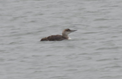 Common Loon (odd molt)  - Duxbury Beach, MA - July 12, 2013   [1 of 3].jpg
