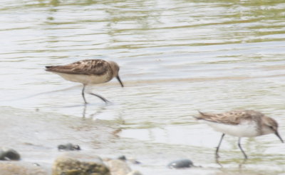 Semipalmated Sandpiper - buff-colored - Crescent Beach, Plymouth, MA [1 of 6] - 2013 July 20