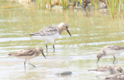 Semipalmated Sandpiper - buff-colored - Crescent Beach, Plymouth, MA [3 of 6] - 2013 July 20