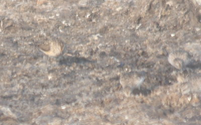 Semipalmated Sandpiper - buff-colored - Crescent Beach, Plymouth, MA [6 of 6] - 2011 July 21