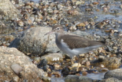 Spotted Sandpiper -first juv. of season - Duxbury Beach, MA - July 24, 2013