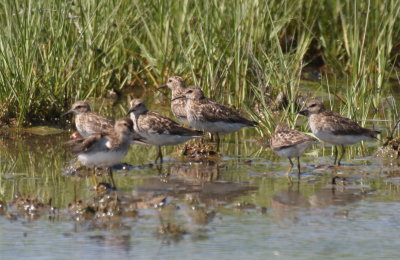 Least Sandpipers in Plum Hills Marsh - Duxbury Beach, MA - July 27, 2013