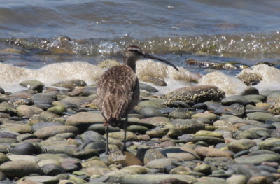 Whimbrel - Duxbury Beach, MA - July 27, 2013