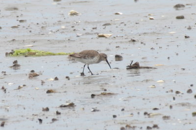 Dunlin at High Pines - Duxbury Beach, MA - August 3, 2013