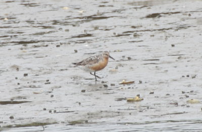 Red Knot at High Pines - Duxbury Beach, MA - August 3, 2013.jpg