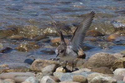 Western Sandpiper (transitional plumage) - Duxbury Beach, MA - August 6, 2013  [2 of 2]