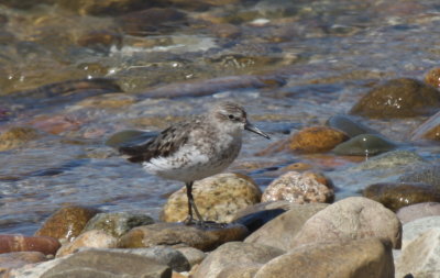 Western Sandpiper (transitional plumage) - Duxbury Beach, MA - August 6, 2013  [1 of 2]